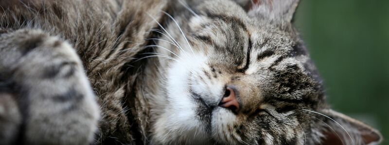 Katzen schlafen häufiger auf der linken Seite, aber wieso eigentlich genau? Forscher haben eine Vermutung. (Symbolfoto)  - Foto: Martin Gerten/dpa