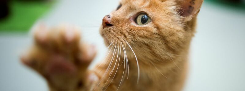 Rechtpfotig oder linkspfotig? Die Forscher wollen herausfinden, welche Faktoren die Pfotenpräferenz bei Katzen beeinflussen. (Symboldbild) - Foto: Julian Stratenschulte/dpa/dpa-tmn