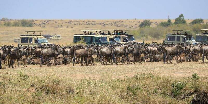 Touristen versammeln sich in der Nähe des Mara-Flusses im Masai Mara Nationalreservat, um die alljährliche Wanderung von rund 1,5 Millionen Gnus zu beobachten. - Foto: Han Xu/XinHua/dpa