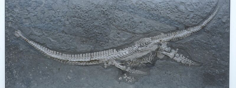 Das Fossil des Reptils Plesionectes longicollum stammt aus einem Steinbruch in Baden-Württemberg. - Foto: Sven Sachs/dpa