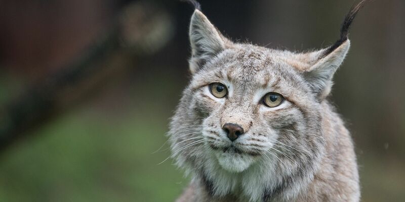 Der Zoo in Aalborg weist darauf hin, dass Raubtiere wie Luchse auf ganze Beutetiere angewiesen sind - gerne auch Haustiere. (Archivbild) - Foto: Sebastian Gollnow/dpa