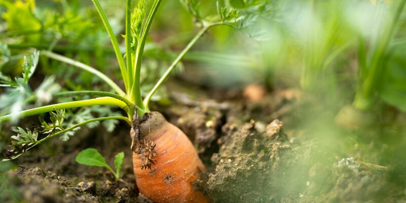 In Deutschland gibt es weniger Bio-Bauernhöfe. (Archivbild) - Foto: Monika Skolimowska/Deutsche Presse-Agentur GmbH/dpa