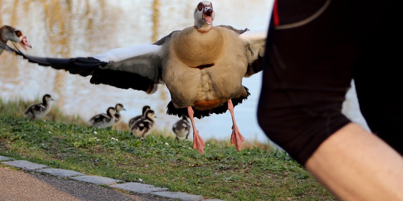 planet e.-Doku im ZDF über die Nilgans-Plage - Foto: presseportal.de