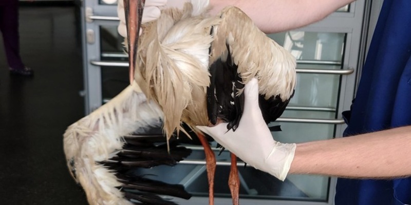 FW Lehrte: Erneute Storchenrettung im Stadtgebiet Lehrte - Foto: presseportal.de