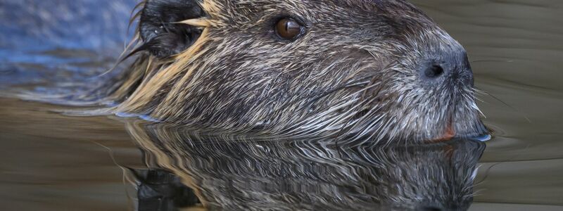 Die Nutria ist eine aus Südamerika stammende und in Mitteleuropa eingebürgerte Nagetierart. (Archivbild) - Foto: Patrick Pleul/dpa/ZB