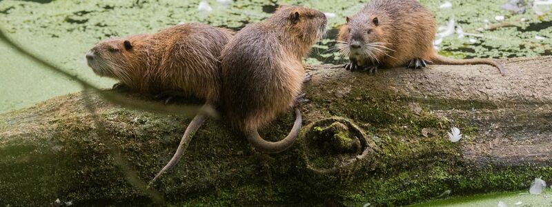 Nutrias sind an ihren Schwänzen einfach von Bibern zu unterscheiden. (Archivbild) - Foto: Julian Stratenschulte/dpa