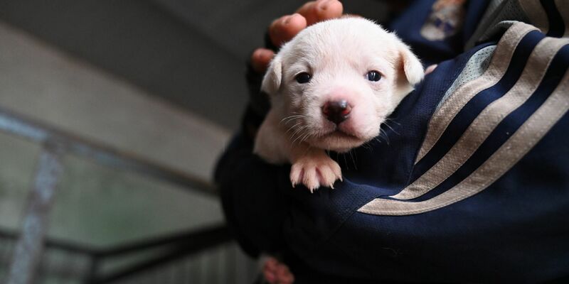Manche Besitzer in China setzen ihre Hunde aus, etwa wenn sie umziehen müssen oder keine Zeit mehr haben. - Foto: Johannes Neudecker/dpa