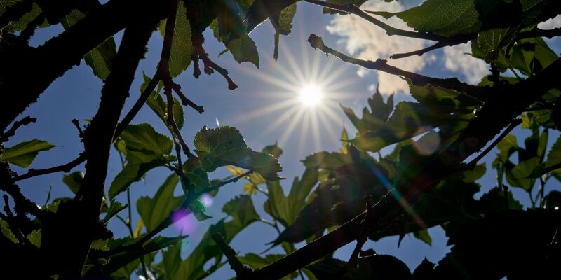 Über Temperaturen um die 30 Grad kann sich vor allem der Süden in den kommenden Tagen freuen. (Archivbild) - Foto: Sascha Ditscher/dpa