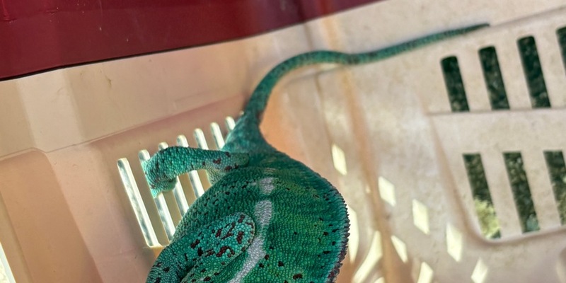 FW Konstanz: Feuerwehr rettet Chamäleon aus Baum - Foto: presseportal.de