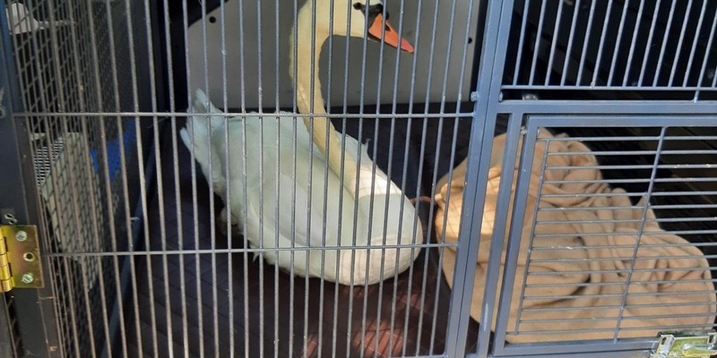 BPOL-KL: Bundespolizei rettet erneut einen Schwan in Not - Foto: presseportal.de