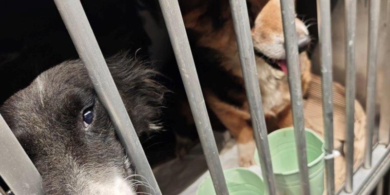 HZA-A: Zoll stoppt Hundetransport - Foto: presseportal.de