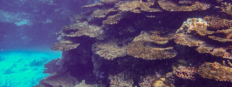 Immer neue Korallenbleichen setzen dem Naturwunder schwer zu. - Foto: -/LTMP/dpa