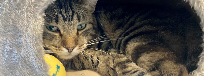Kater Ben im Tierheim «Katzenparadies» Neustrelitz. - Foto: Ulrike von Leszczynski/dpa