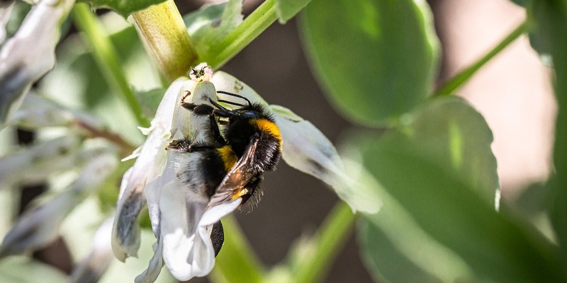 Wenn Pflanzen mit Bakterien kooperieren / Wie Hülsenfrüchte Boden und Ernährung stärken - Foto: presseportal.de