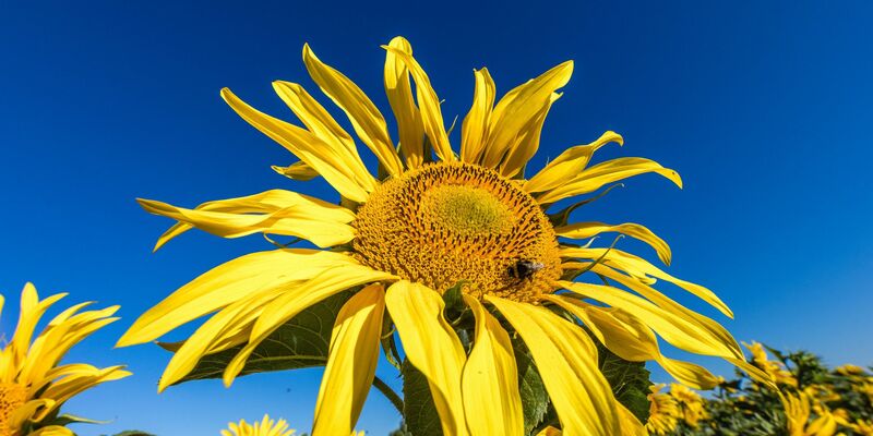 Die Sonne zeigt sich in den kommenden Tagen viel über Deutschland. (Archivbild) - Foto: Frank Hammerschmidt/dpa
