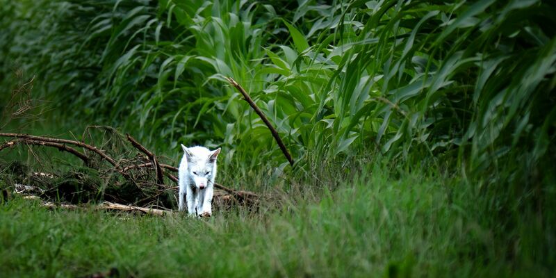 Leuzismus kann bei vielen Wildtieren auftreten, ist aber bei Rotfüchsen selten. - Foto: Dominik Reigl/LBV/dpa