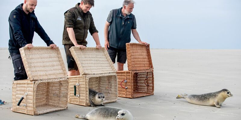 Nachdem die Transportkörbe auf Juist vorsichtig geöffnet und Richtung Wasser gekippt wurden, beschnuppern die Seehundjungen zunächst ihre neue Freiheit. - Foto: Hauke-Christian Dittrich/dpa