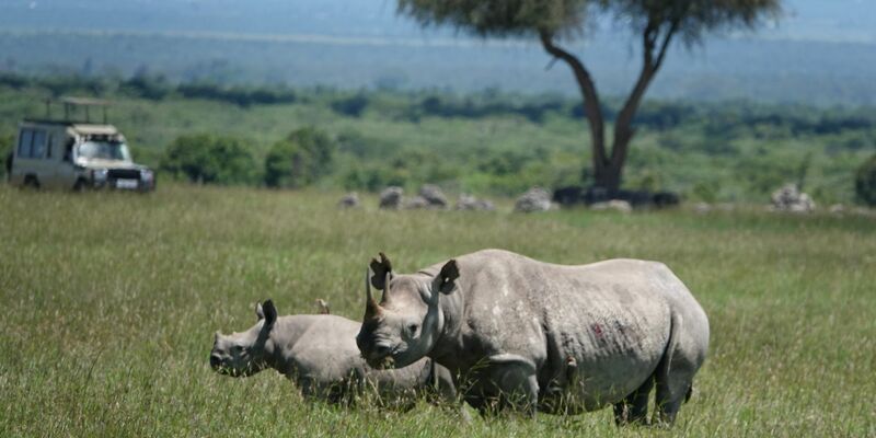 Die positiven Entwicklungen im Tierschutz sind sehr fragil, warnt die Internationale Union für Naturschutz. (Archivbild) - Foto: Eva-Maria Krafczyk/dpa