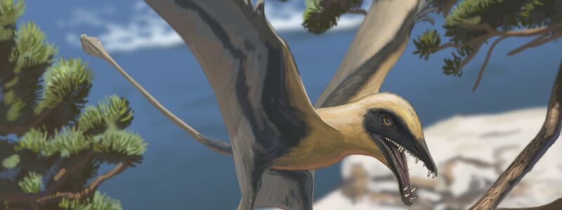 Rekonstruktion des Flugsauriers Eudimorphodon - Foto: Joschua Knüppe/Dinosaurierpark Teufelsschlucht/dpa