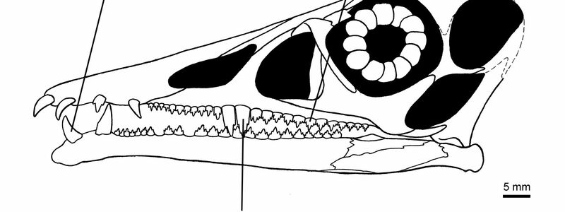 Zähne des Flugsauriers Eudimorphodon - Foto: ---/Dinosaurierpark Teufelsschlucht/dpa