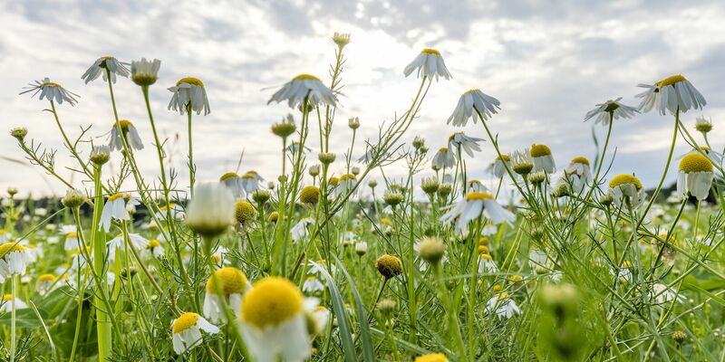 Wolken gibt es in den kommenden Tagen zwar immer wieder mal, die Temperaturen steigen dennoch. - Foto: Frank Hammerschmidt/dpa