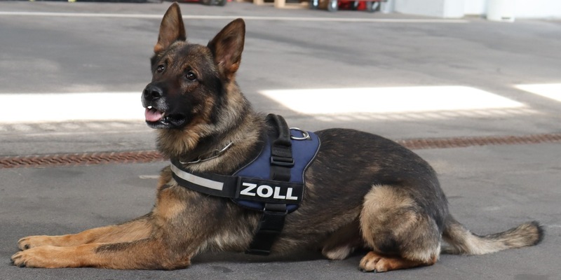 HZA-LÖ: Findiges Duo mit sechs Beinen: Besondere Anerkennung für Zollhundeteam beim Hauptzollamt Lörrach Auszeichnung der Zollhundeschule der Generalzolldirektion - Foto: presseportal.de