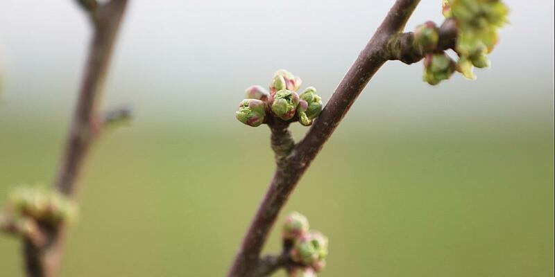 Knospen an einem Kirschbaum (Archiv) - Foto: über dts Nachrichtenagentur