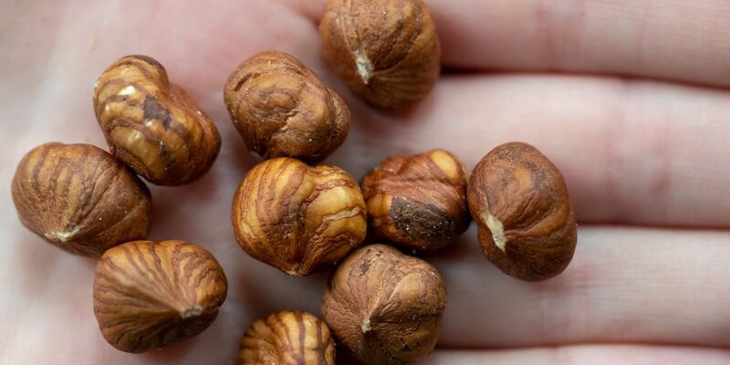 Haselnüsse wachsen auch in Deutschland, kommen aber vor allem aus der Türkei. (Illustration) - Foto: Daniel Karmann/dpa