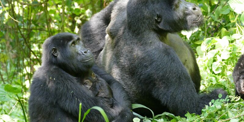 Auch Gorilla-Weibchen können – trotz des extremen Größen- und Kraftunterschieds – Konflikte für sich entscheiden. - Foto: Martha Robbins/EurekAlert/dpa