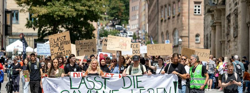 Die Tötung von Pavianen in Nürnberg hat scharfe Proteste hervorgerufen. (Archivbild)  - Foto: Daniel Karmann/dpa