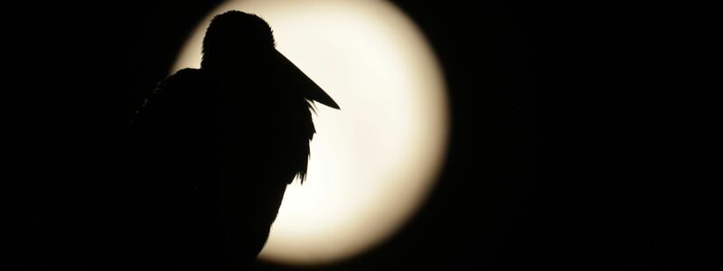 Am Sonntag war Vollmond - sein Licht wird es noch in den nächsten Tagen erschweren, Perseiden zu entdecken. (Archivbild)  - Foto: Thomas Warnack/dpa
