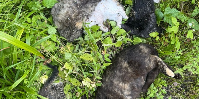 POL-HST: Tote Katzen gefunden - Polizei sucht Zeugen - Foto: presseportal.de