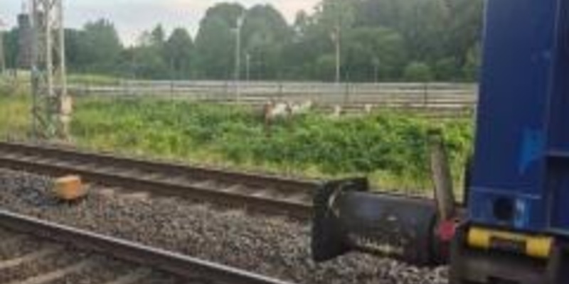 BPOL-FL: HAR - Ziegen am Gleis verursachen Zugverspätungen - Foto: presseportal.de