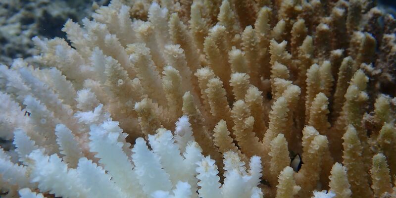 Von Kimberley bis Ningaloo: Von der Bleiche betroffen ist ein Gebiet von rund 1.500 Kilometern Länge.  - Foto: Declan Stick/AUSTRALIAN INSTITUTE OF MARINE SCIENCE/AAP/dpa
