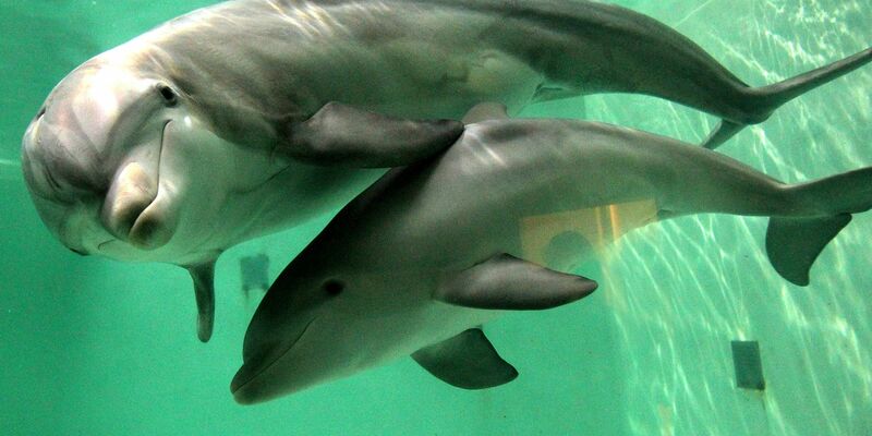 In Australien müssen Jetski-Fahrer großen Abstand zu Meeressäugern halten. (Symbolbild) - Foto: picture alliance / dpa