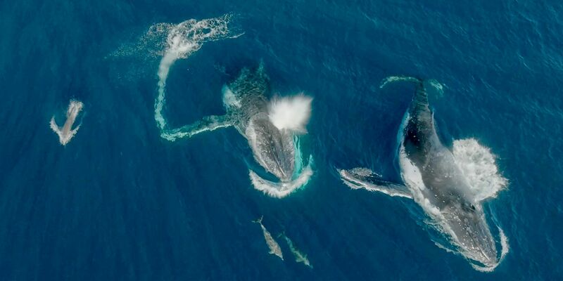 Meeressäuger unter sich - Wale und Delfine können etwas miteinander anfangen.  - Foto: Wildlive Media/Griffith Universität/dpa