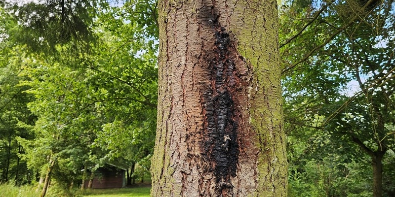 POL-PDMY: Sachbeschädigung durch Feuer Grillhütte Sankt Johann - Foto: presseportal.de