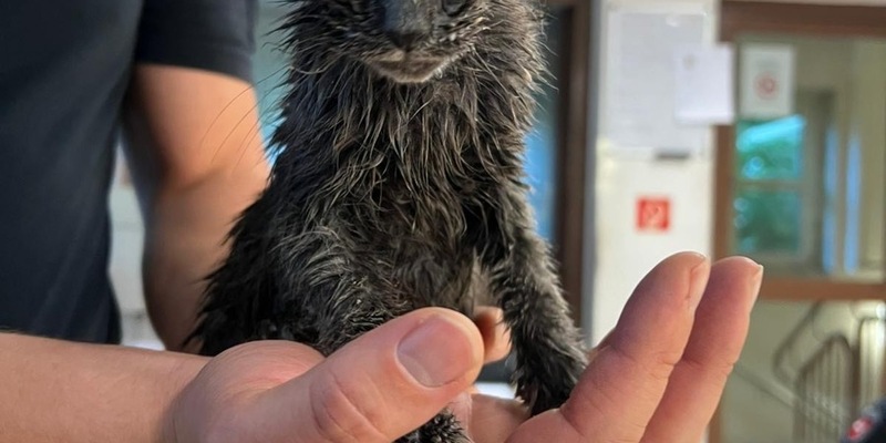 POL-OS: Glandorf: Mitten in der Nacht: Babykatze aus Altkleidercontainer gerettet! - Foto: presseportal.de