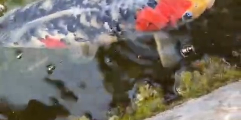 POL-FR: Sasbach-Jechtingen a. K.: Koi-Karpfen aus Dorfbrunnen entwendet - Zeugen gesucht - Foto: presseportal.de