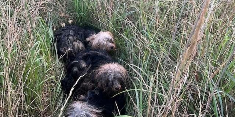 POL-WOB: Hunde an der B 244 ausgesetzt - Ein Hund wurde überfahren und überlebte nicht - Foto: presseportal.de