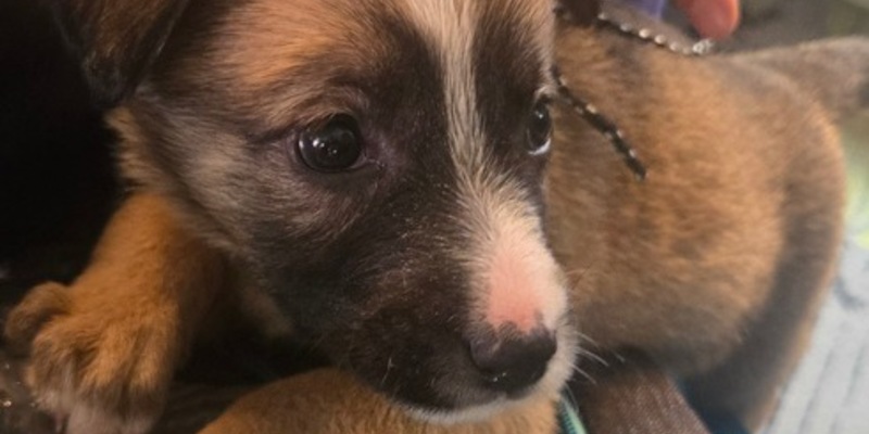 HZA-R: Vier Wochen alter Welpe ohne Impfschutz bei Zollkontrolle entdeckt - Zöllner aus Selb verhindern Welpenschmuggel im Zug aus Tschechien bei Schirnding - Foto: presseportal.de