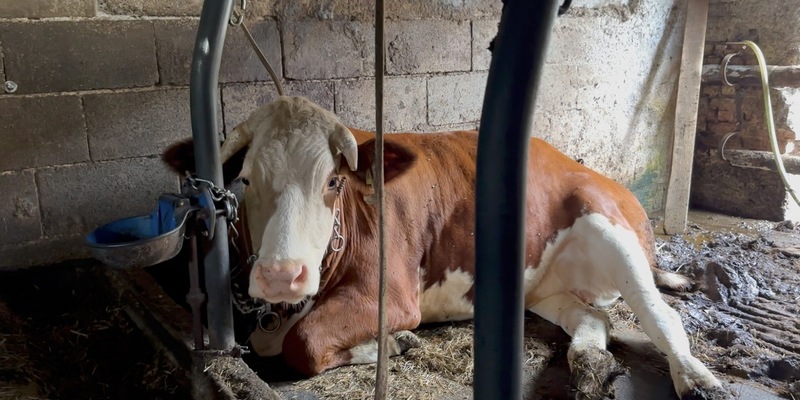 Der Joghurt mit der Kette: Anbindehaltung bei Müller aufgedeckt - Foto: presseportal.de