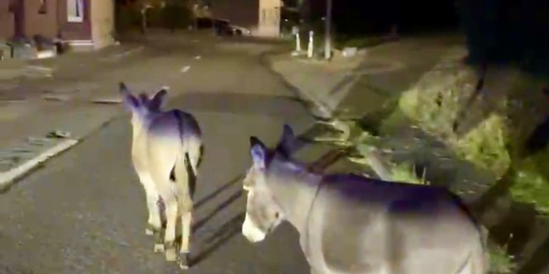 BPOL NRW: Nur Esel dürfen das - Illegaler Grenzübertritt - Bundespolizei drückt zwei Augen zu - Foto: presseportal.de