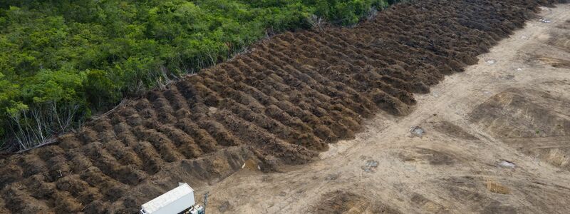 Im brasilianischen Amazonasgebiet sind seit 1985 rund 52 Millionen Hektar Natur verloren gegangen – eine Fläche größer als Spanien. (Archivbild) - Foto: Fernando Souza/ZUMA Press Wire/dpa