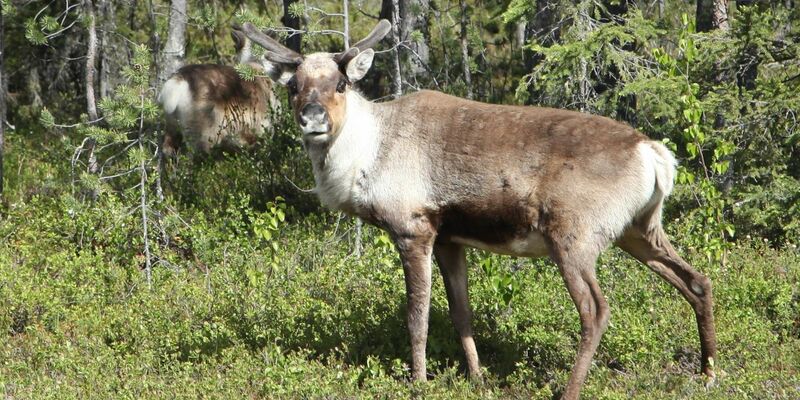 Der Klimawandel bedroht Lebensräume von Rentieren. (Archivbild) - Foto: Steffen Trumpf/dpa