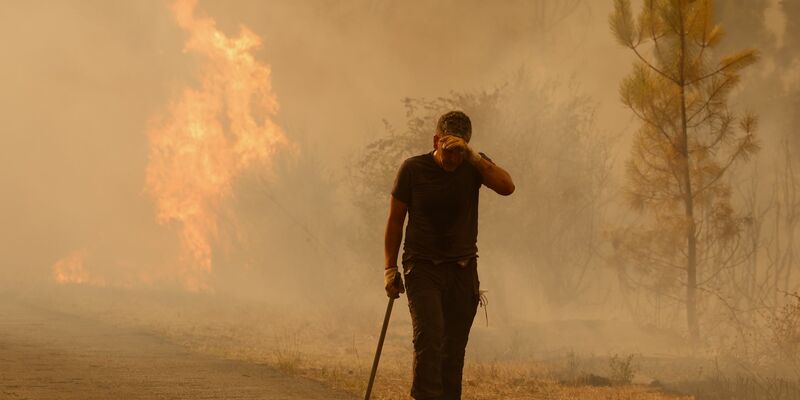 Unter den Waldbränden leiden auch viele Wildtiere und das Vieh der Bauern. - Foto: Lalo R. Villar/AP/dpa