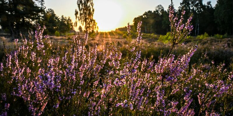 Die Sonne muss sich in den kommenden Tagen den Platz am Himmel öfter mit Wolken teilen.  - Foto: Jens Kalaene/dpa