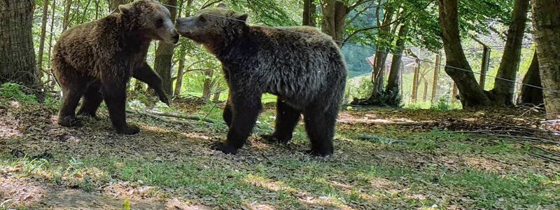 Auch in Griechenland sind die Bären für Menschen ein Problem. - Foto: Takis Tsafos/dpa