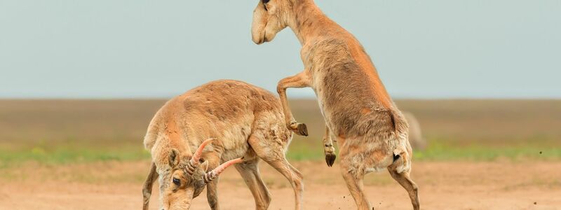 Die Antilopen sind in der zentralasiatischen Steppe beheimatet. - Foto: Andrey Giljov/BMC Journals Image Competition/dpa