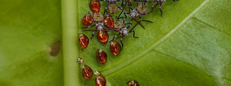 Die Tiere sammeln sich gemeinsam auf der Unterseite des Blattes, wo sie Schutz finden und ungestörter wachsen können. - Foto: Sritam Kumar Sethy/BMC Journals Image Competition/dpa